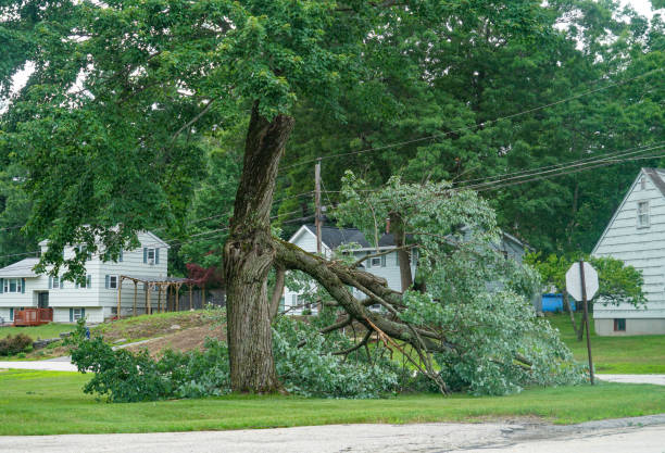 Professional Tree Removal in Lynwood, CA
