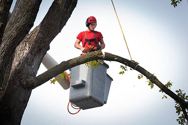 Best Aeration Services  in Lynwood, CA